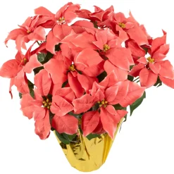 Floral*Northlight 20